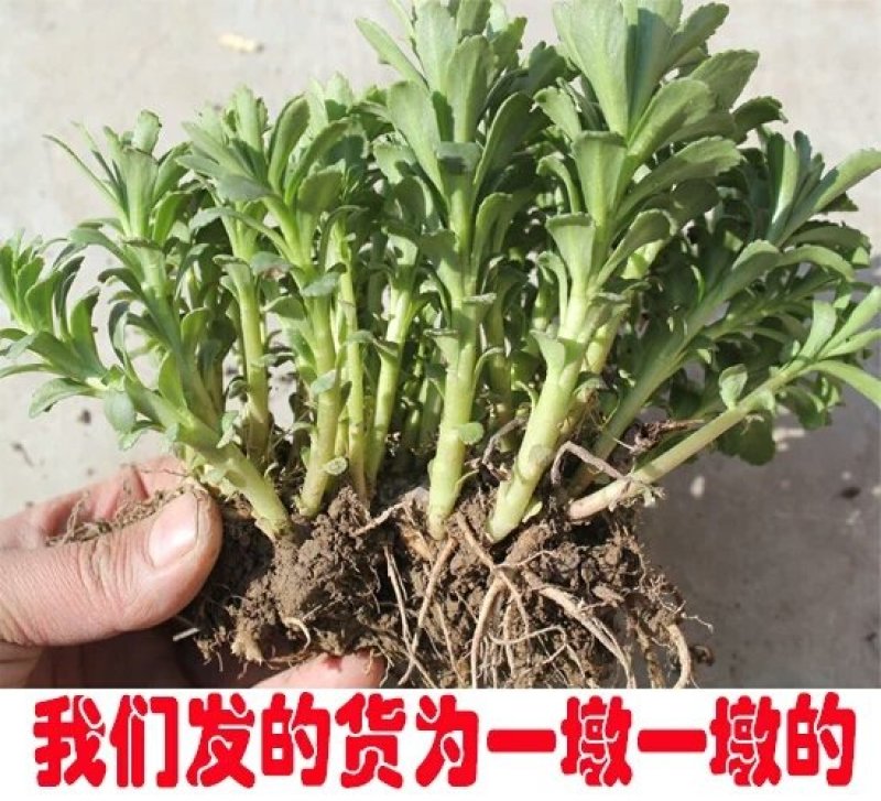 救心菜，高钙菜，养心菜种苗，费菜，痒痒草，