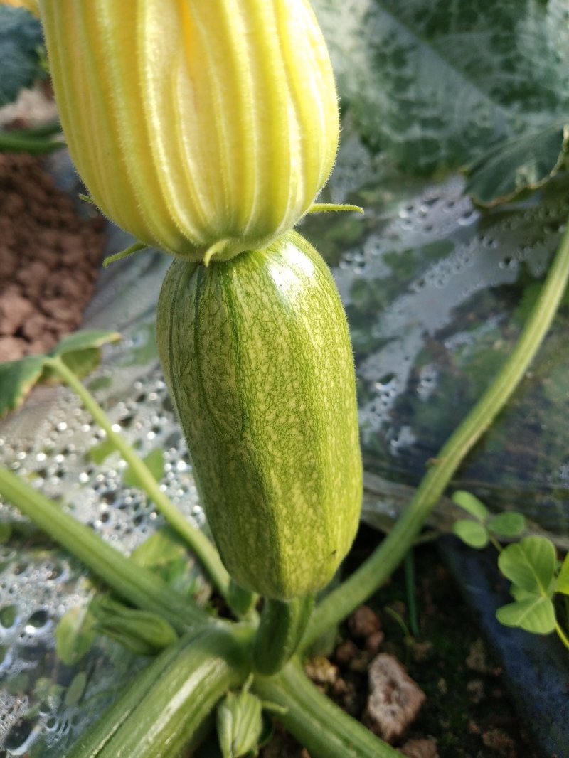 韭菜秧，西胡芦