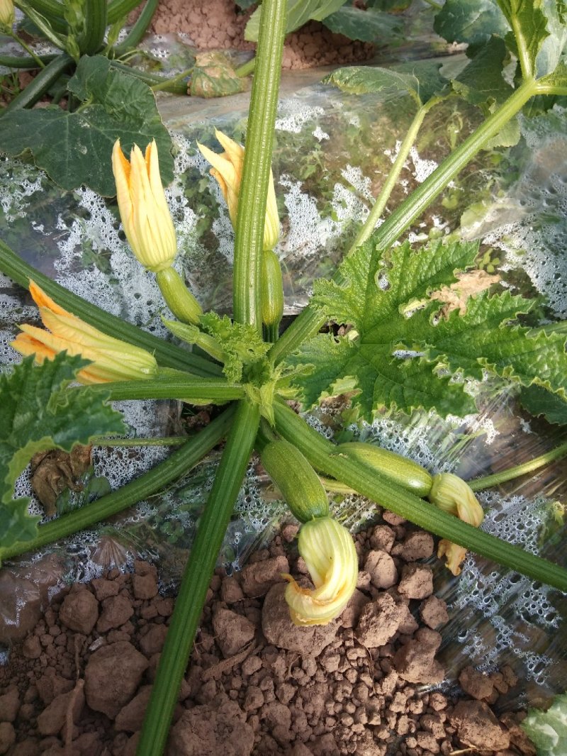 韭菜秧，西胡芦