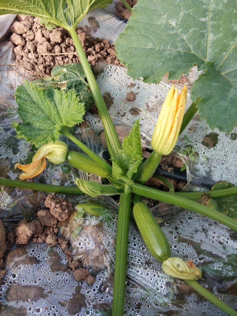 韭菜秧，西胡芦