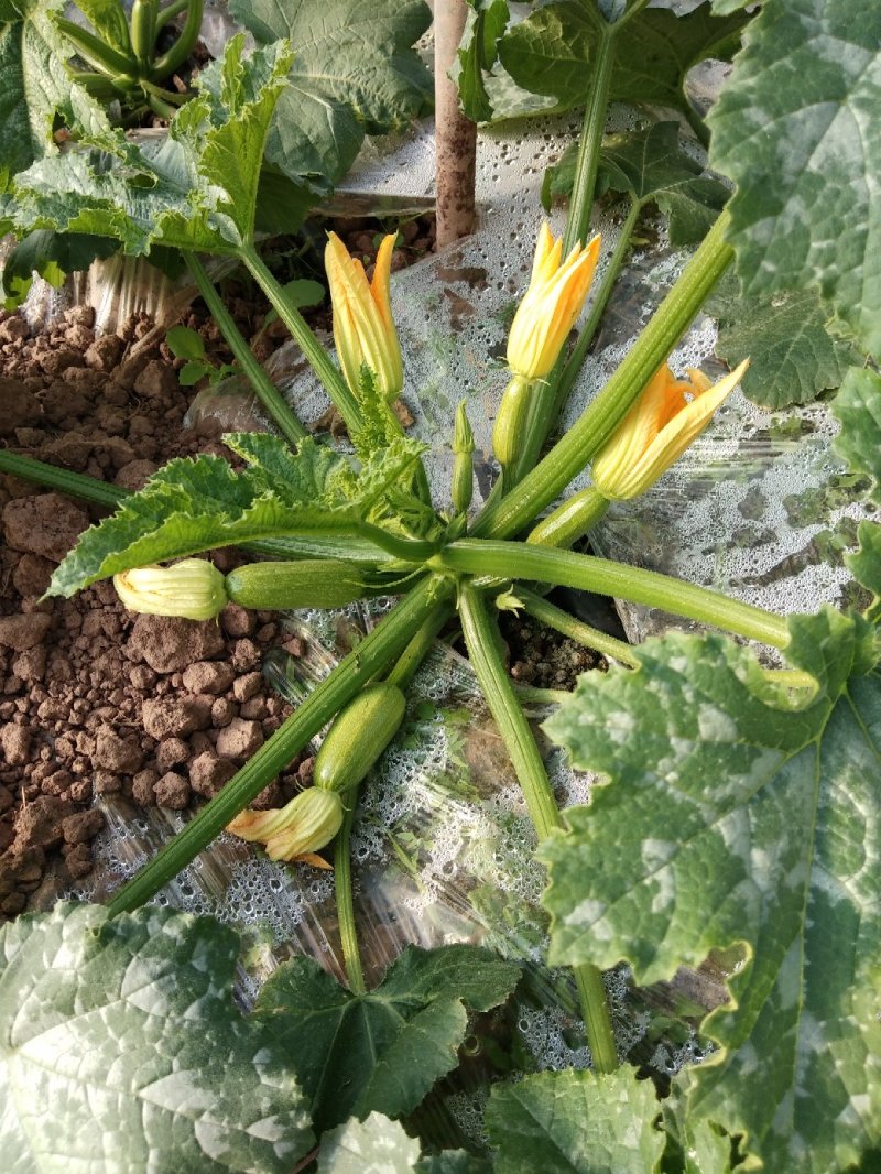 韭菜秧，西胡芦