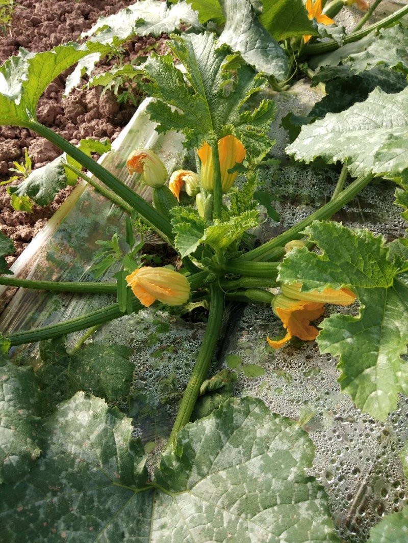 韭菜秧，西胡芦