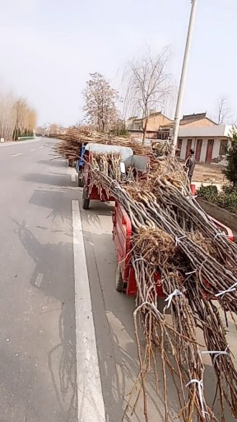 批发薄皮核桃树苗实生苗产地直销当年挂果支持整车走货
