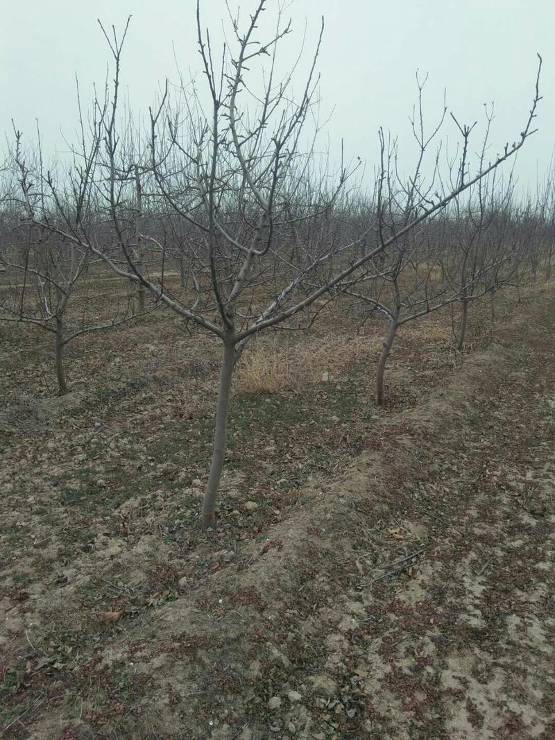 供应苹果树2.5-4公分