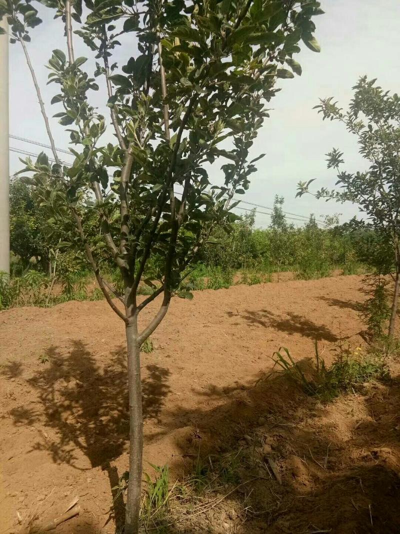 供应苹果树2.5-4公分