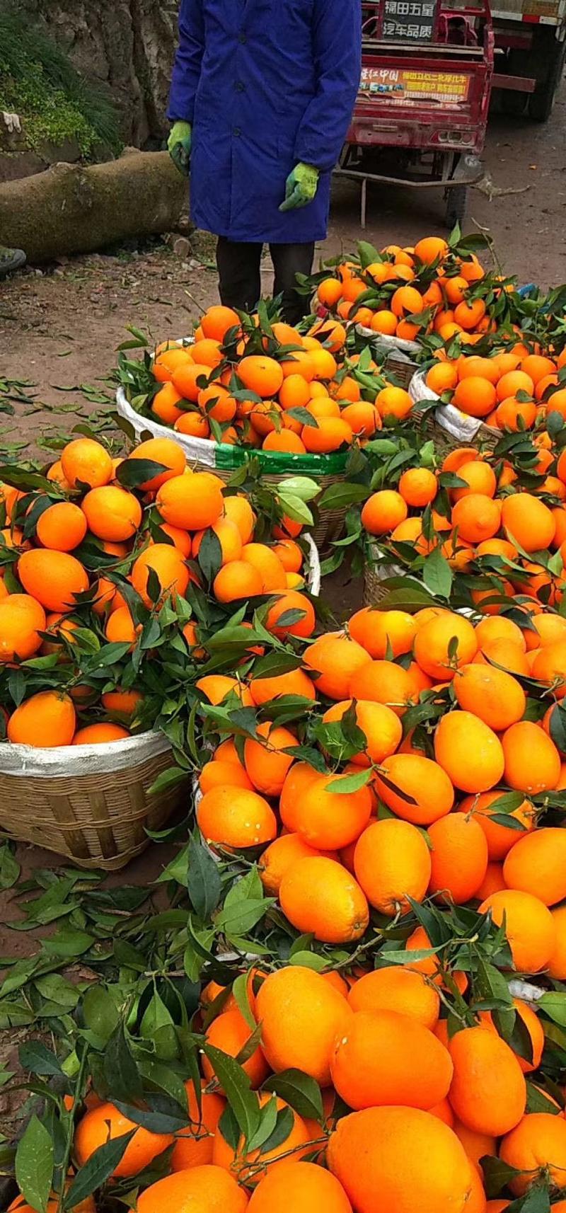 赣南脐橙，大量出售味甜汁多皮薄，以质论价地头装货