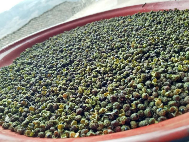 四川青花椒老品种麻味足，有转红椒急出！可视频看货