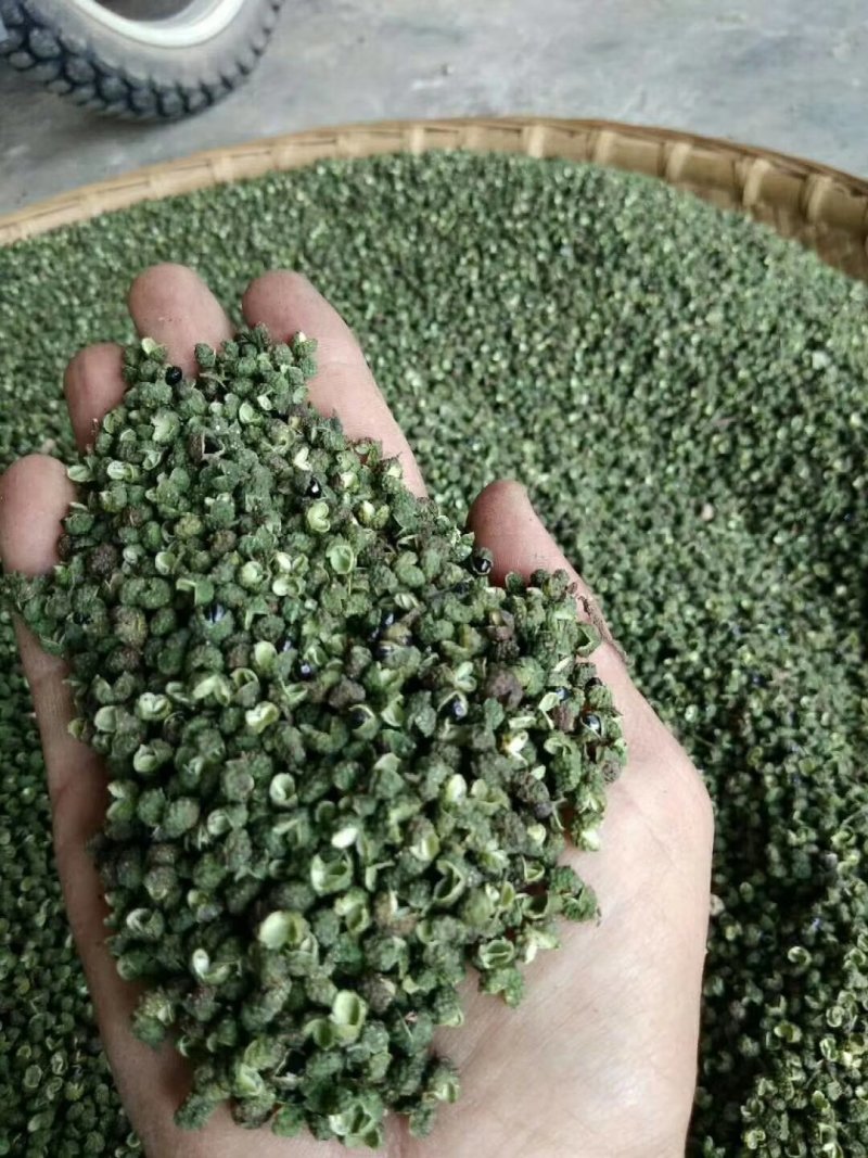 四川青花椒老品种麻味足，有转红椒急出！可视频看货
