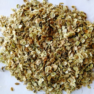 白芷种子中药材白芷药食同源