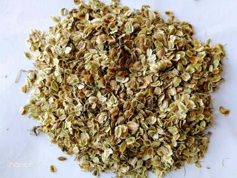 白芷种子中药材白芷药食同源