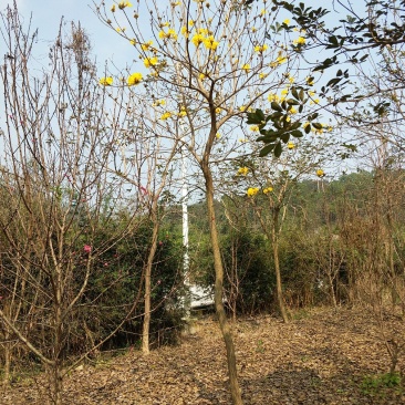 多花风铃木