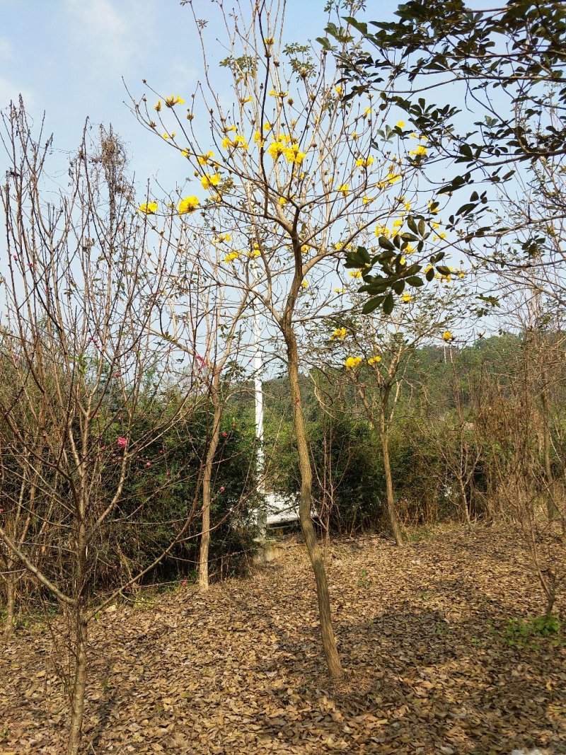 多花风铃木