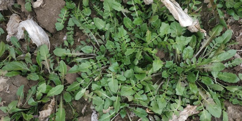 荠荠菜野生荠荠菜现挖现卖质量保证大量供应