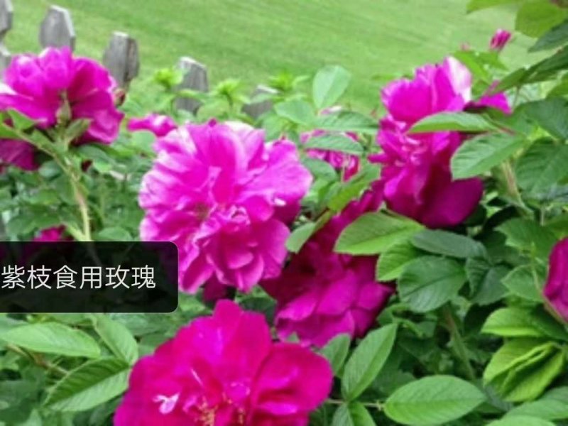 云南食用玫瑰种小苗，自产自销根系发达，品质保证，量大从优