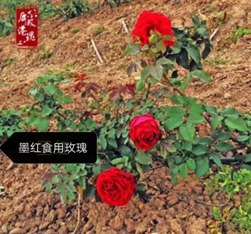 云南食用玫瑰种小苗，自产自销根系发达，品质保证，量大从优