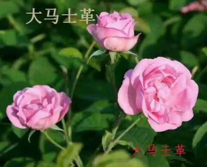云南食用玫瑰种小苗，自产自销根系发达，品质保证，量大从优