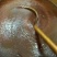 云霄川贝枇杷膏