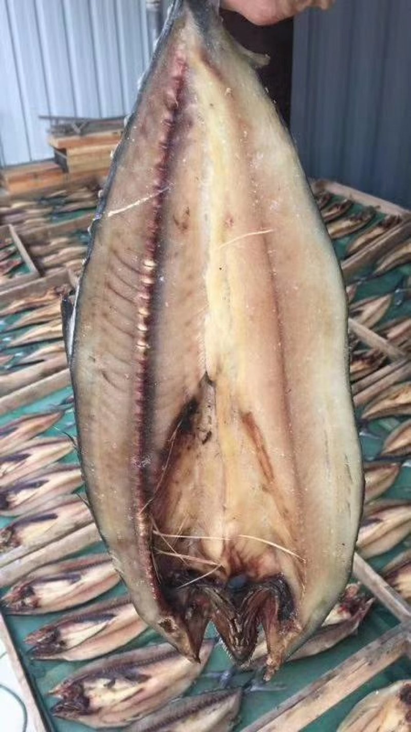 鲅鱼干