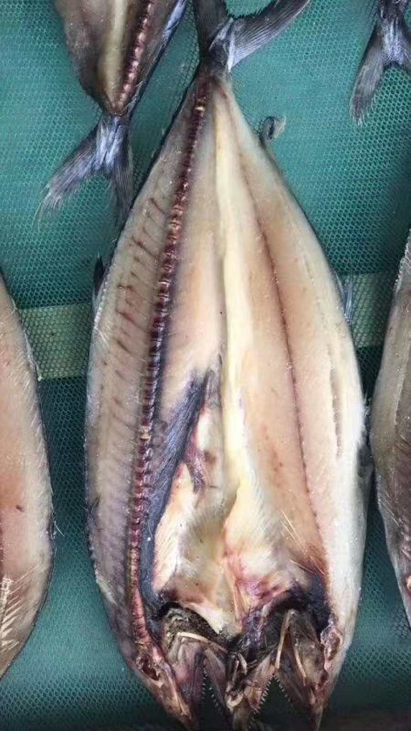 鲅鱼干