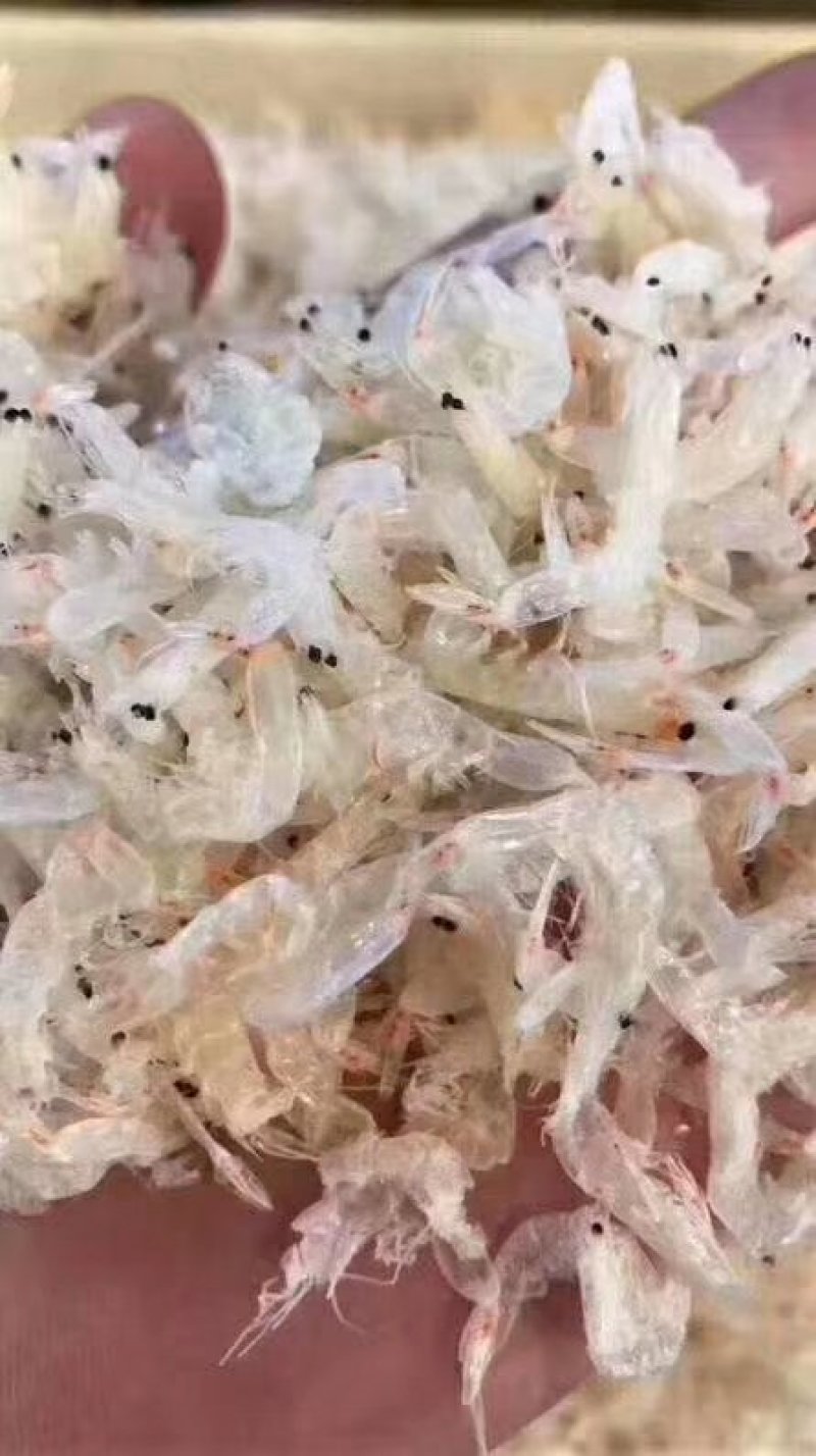 虾皮