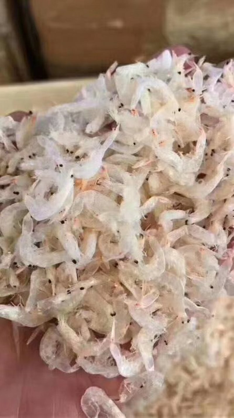 虾皮