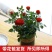 室内外花卉绿植盆栽净化空气