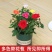 室内外花卉绿植盆栽净化空气
