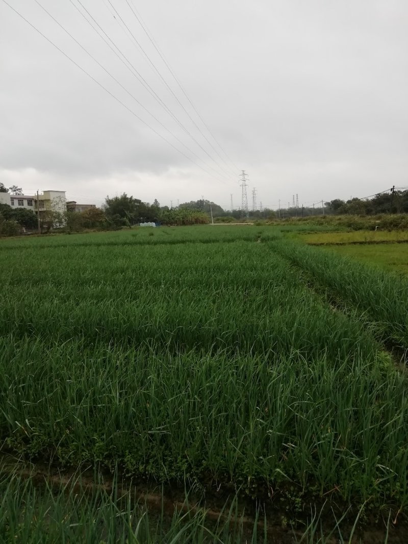 广西红根蒜苗