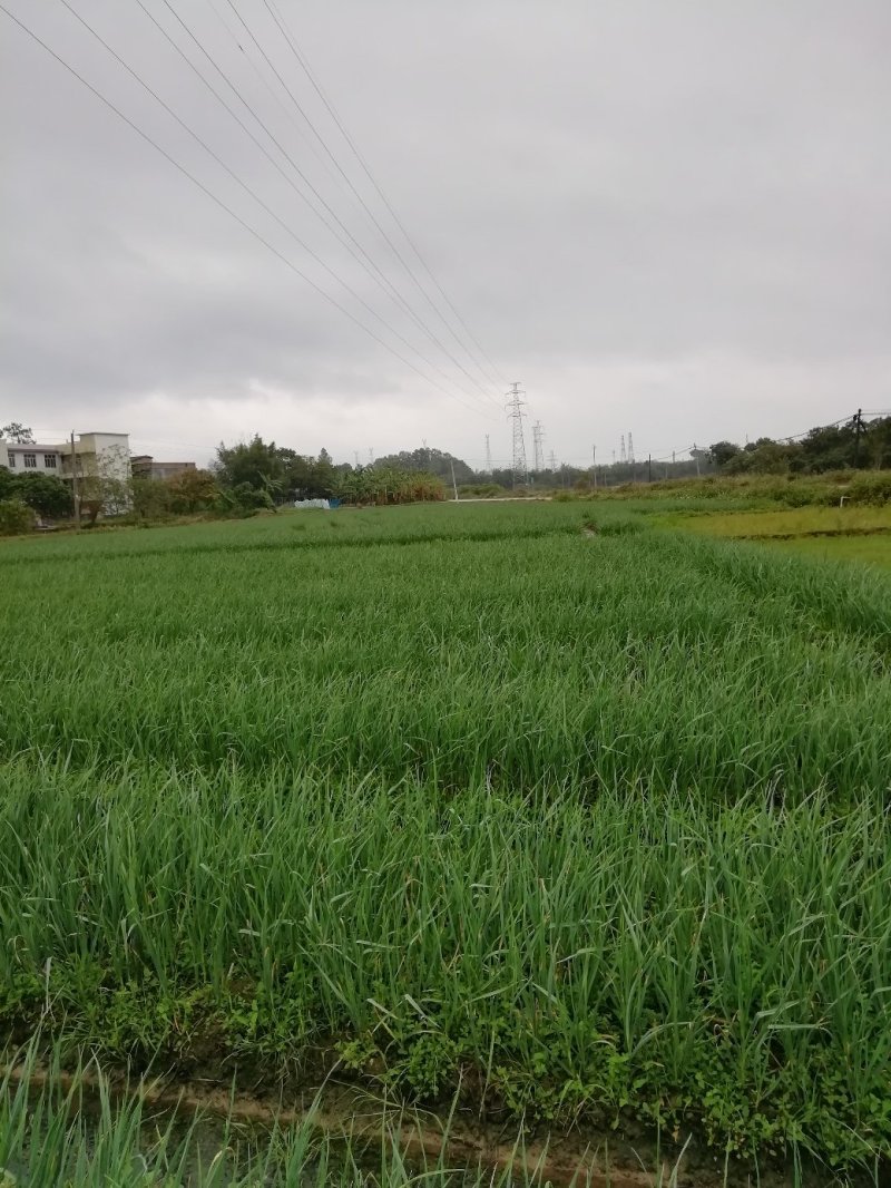 广西红根蒜苗