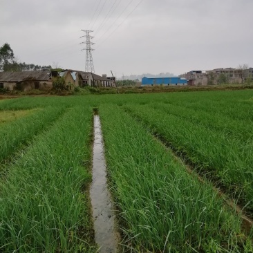 广西红根蒜苗