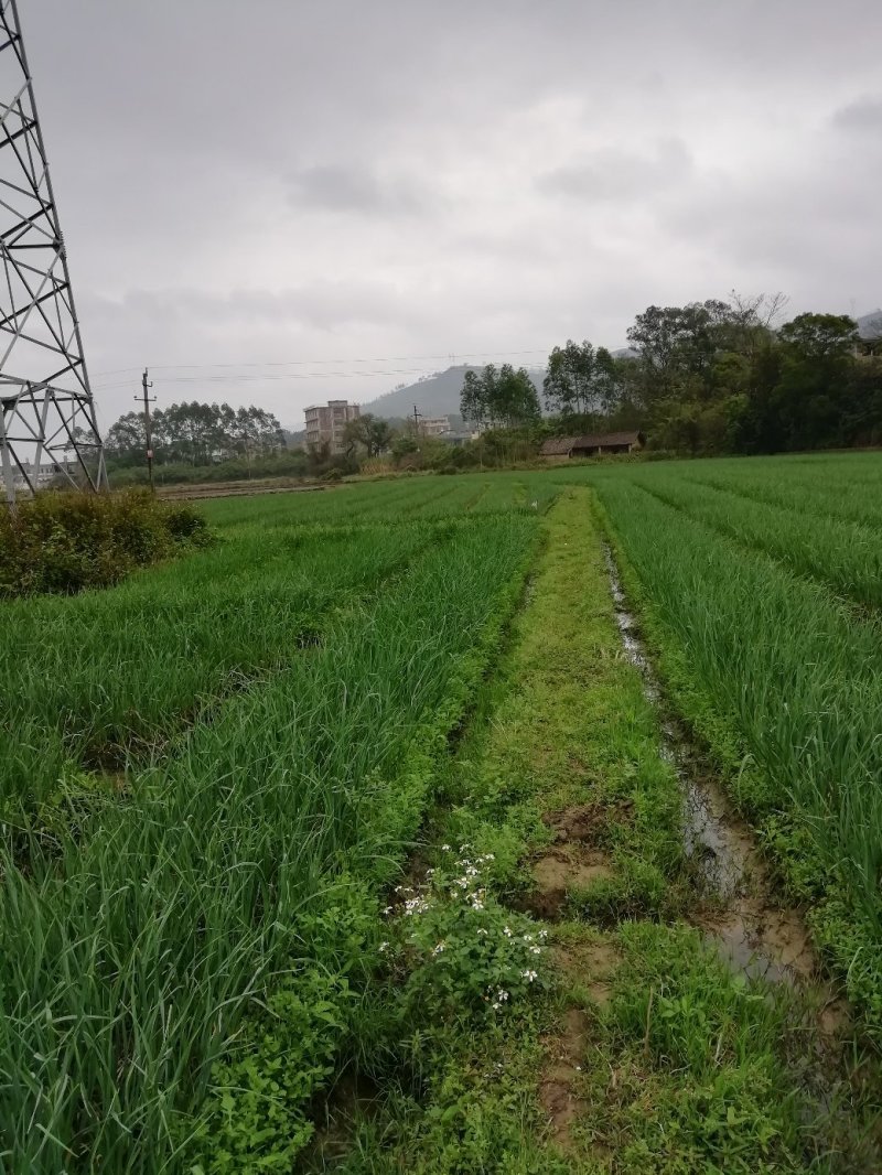 广西红根蒜苗
