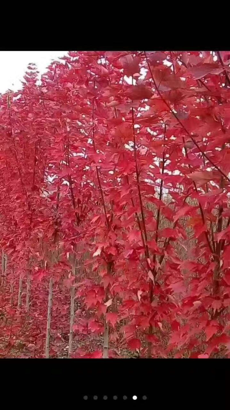 红枫