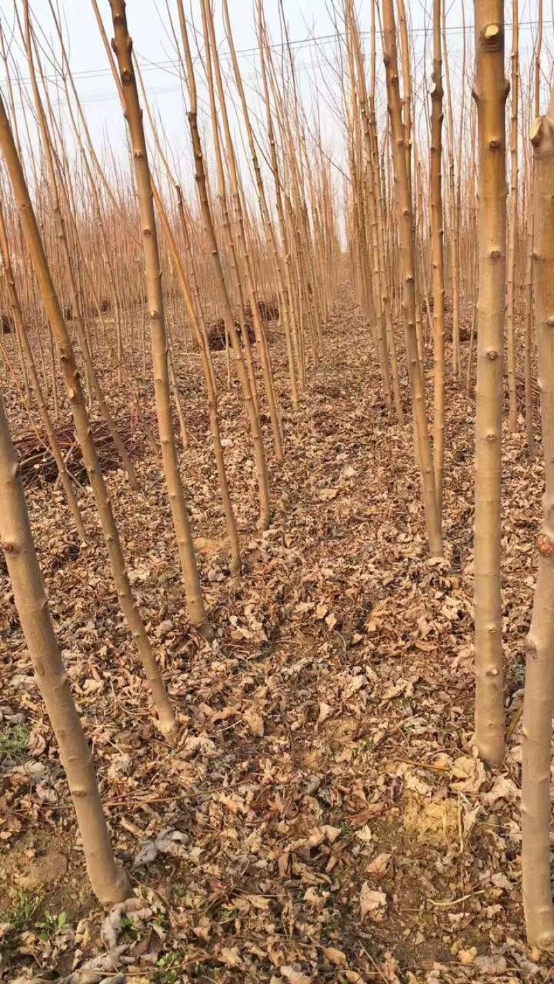 红枫