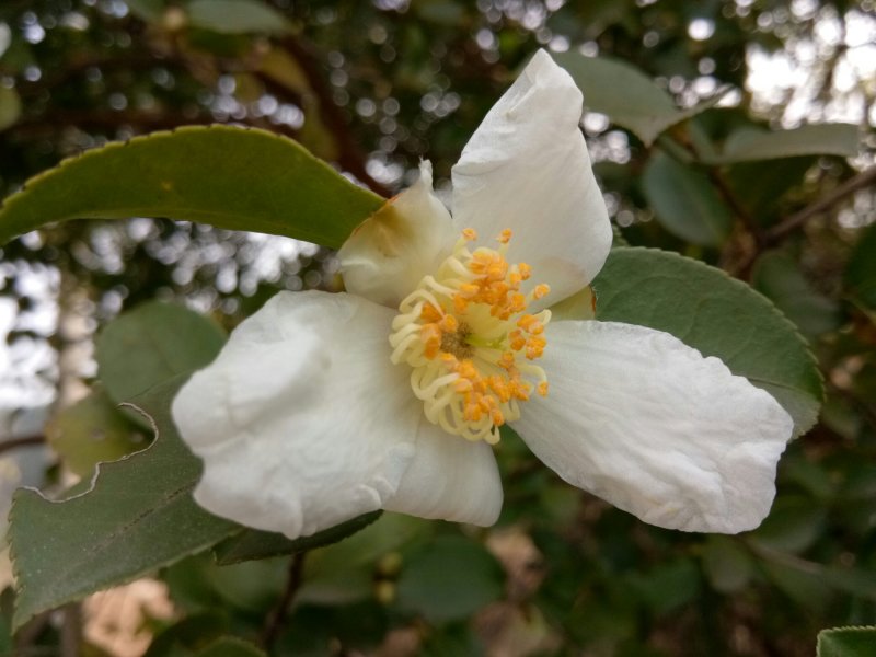 纯野生山茶油