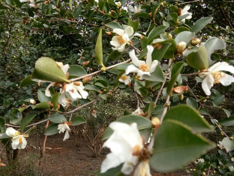 纯野生山茶油