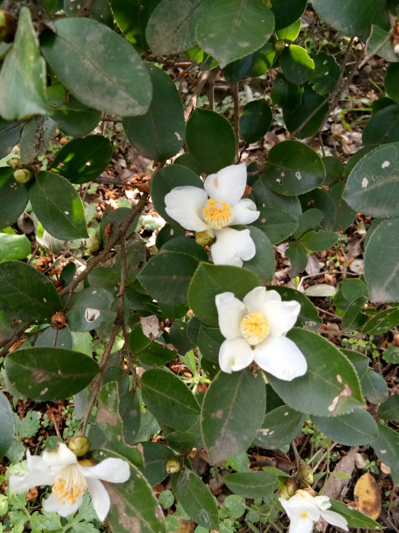 纯野生山茶油