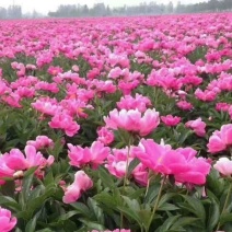 芍药自然棵工程用苗打造观光园林，基地直销
