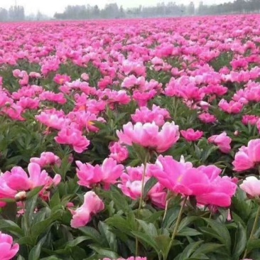 芍药自然棵工程用苗打造观光园林，基地直销