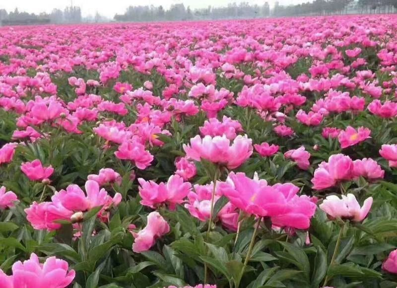 芍药自然棵工程用苗打造观光园林，基地直销