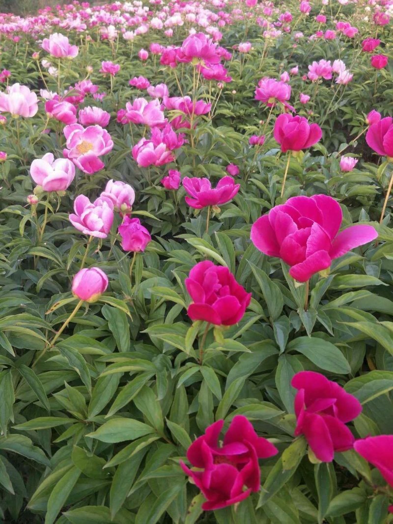 芍药自然棵工程用苗打造观光园林，基地直销
