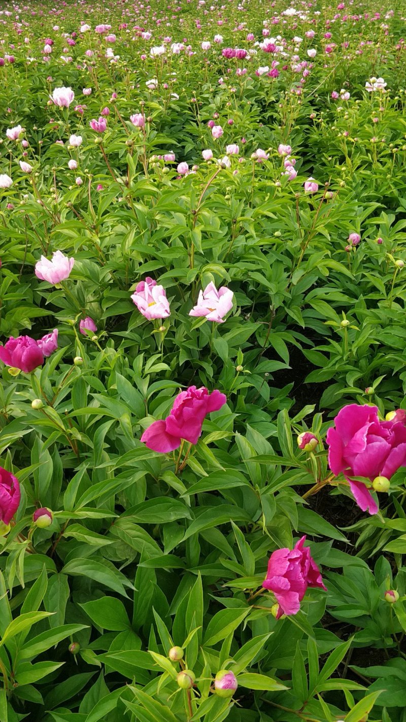 芍药自然棵工程用苗打造观光园林，基地直销