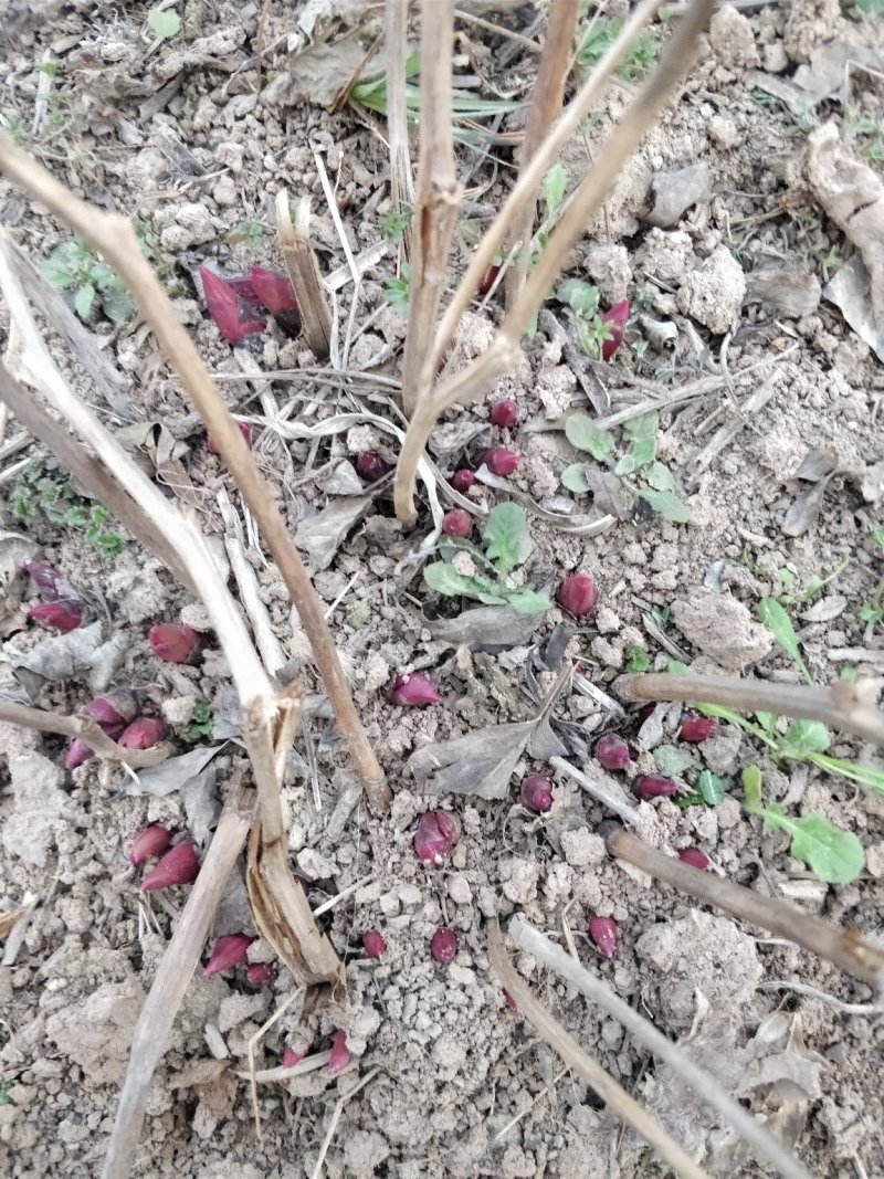 芍药自然棵工程用苗打造观光园林，基地直销