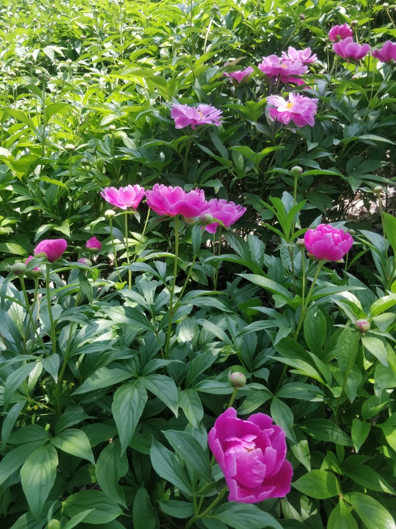 芍药自然棵工程用苗打造观光园林，基地直销