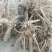 芍药自然棵工程用苗打造观光园林，基地直销