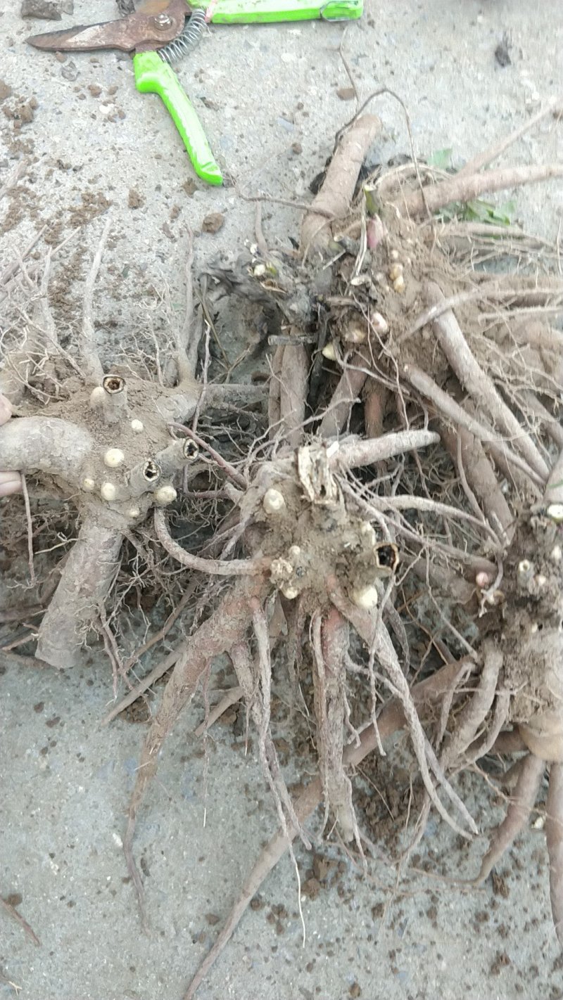芍药自然棵工程用苗打造观光园林，基地直销