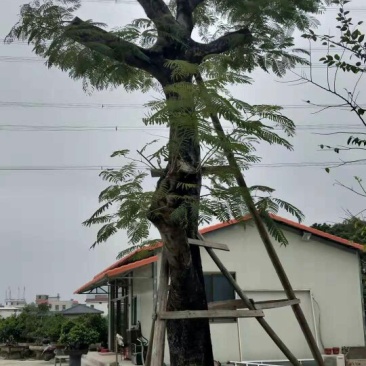 凤凰木