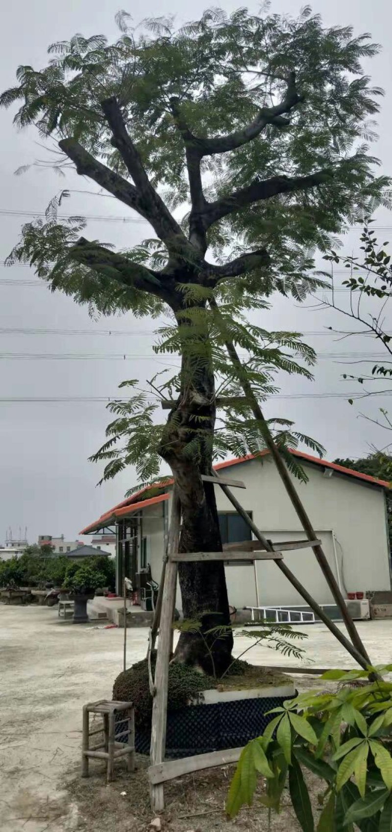 凤凰木