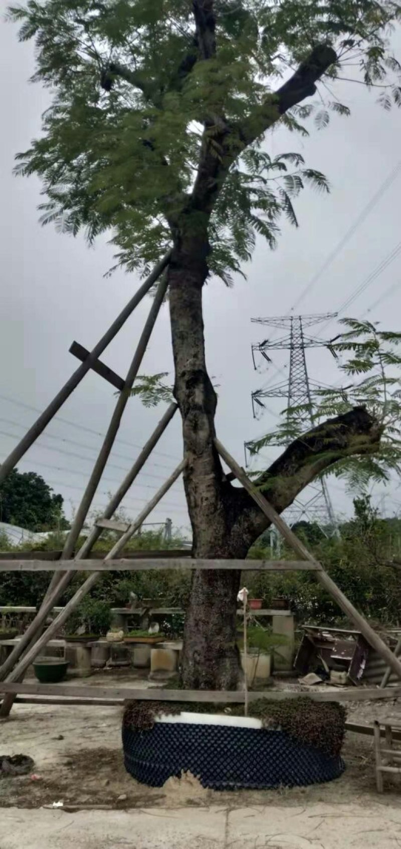 凤凰木