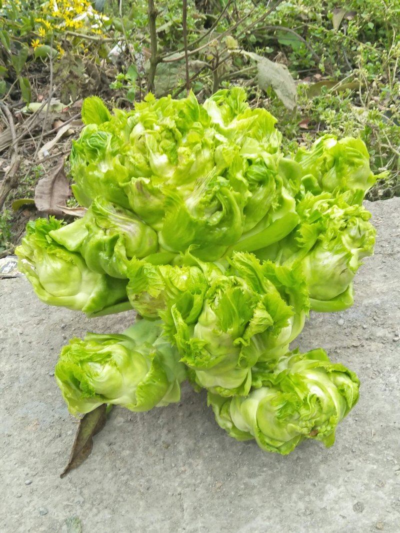 儿菜求销