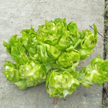儿菜求销